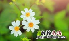 植物呼吸作用释放什么气体 植物呼吸作用释放的气体是什么