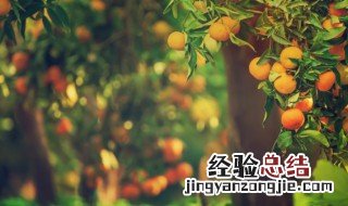 沃柑秋梢什么时候放 沃柑秋梢几月份出