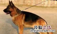 德牧犬怎么养 德牧犬怎么养才好