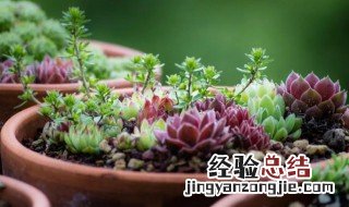 多肉植物好养活吗 多肉植物好养活吗?