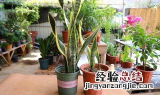 虎皮兰水插方法和注意事项 虎皮兰如何水培扦插