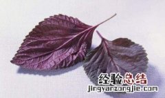 新鲜紫苏怎么保存 这几个方法可以长时间保存紫苏