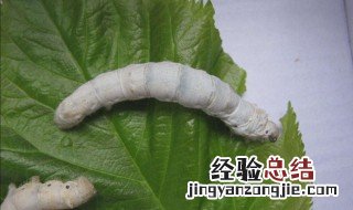 蚕吐绿水是不是要死了 蚕吐绿水怎么治