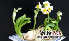 水仙花冬天怎么养护 如何让水仙花冬眠