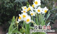 水仙花有毒怎么处理 水仙花有毒怎么处理最好