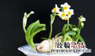 怎样让水仙延迟开花 怎样让水仙花期延长