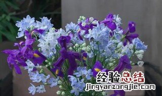 小飞燕花怎么养护和管理 小飞燕花怎么养