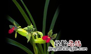 花中君子是什么花? 花中君子是什么花