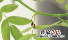 红木花养殖方法 红木花养殖方法视频