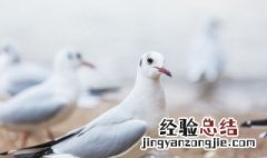 怎么挑选信鸽 怎么挑选信鸽子