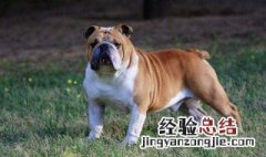 斗牛犬是变异犬吗 斗牛犬是变异犬吗图片