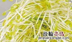 绿豆芽怎么挑选 绿豆芽怎么挑选好坏