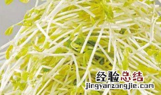 绿豆芽怎么挑选 绿豆芽怎么挑选好坏