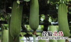 露地水瓜的种植方法和技术 露地水瓜的种植方法