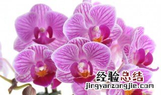 蝴蝶兰花养殖方法 应该如何施肥