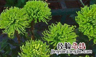 绿宝石花的养殖方法 绿宝石花的养殖方法和注意事项