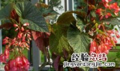 竹节秋海棠花的养殖方法和注意事项 竹节秋海棠花语是什么?