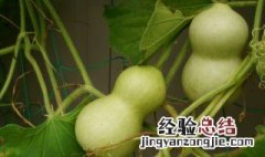 卧室里应该放什么样的葫芦 卧室里摆放葫芦好吗