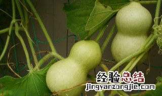 卧室里应该放什么样的葫芦 卧室里摆放葫芦好吗