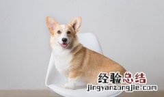 老年犬狗粮泡软步骤 幼犬狗粮如何泡软