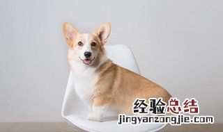 老年犬狗粮泡软步骤 幼犬狗粮如何泡软