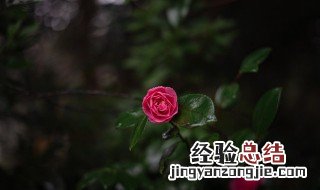 茶花冬天怎么养才能安全过冬? 茶花冬天怎么养