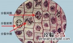 有丝分裂过程 有丝分裂由几个阶段组成