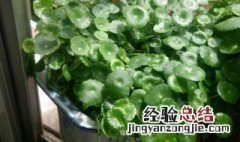 铜钱草吸收氨氮效果如何 铜钱草吸收氨氮效果