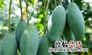 芒果盆栽种植方法 芒果盆景怎么养