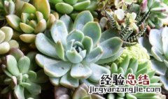 多肉植物有什么作用和功效 多肉植物有什么作用