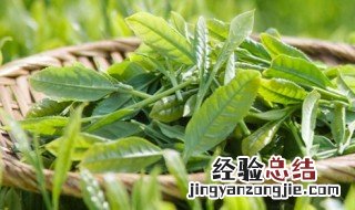 白茶的几种分类方法 白茶的几种分类方法及特点