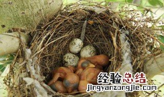 孵鸟蛋技巧 史上最简单孵鸟蛋方法
