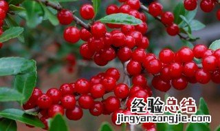 小红果怎么种出来的 小红果怎么种
