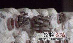 蘑菇营养料制作方法 蘑菇养料怎么做