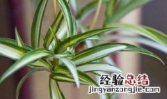 小吊兰怎么种植 吊兰怎么种植最好