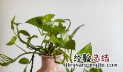 20盆绿萝能吸多少甲醛 一盆绿萝能吸多少甲醛