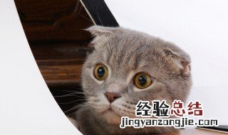 猫在鞋子上撒尿有味道怎么去除 猫在鞋子上撒尿有味道怎么去除细菌