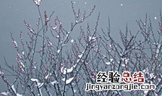 飘雪花卉的养殖方法和注意事项图片 飘雪花卉的养殖方法和注意事项