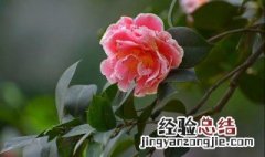 山茶花种植方法和注意事项图片 山茶花种植方法和注意事项