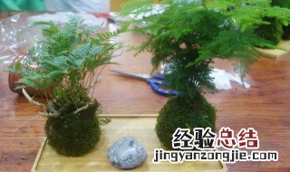 苔藓球制作方法 苔藓球怎么做