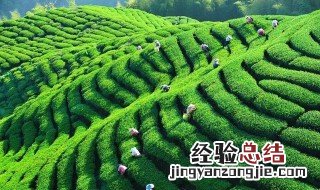 茶树修剪方法 茶树修剪方法及注意事项