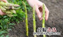 如何种植芦笋根苗 如何种植芦笋