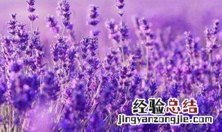 10种象征爱情的东西 哪些东西象征爱情