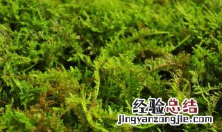 水苔都适合栽什么花 水苔适合种植什么植物