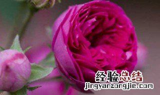 蔷薇新生芽尖枯萎怎么补救 蔷薇新生芽尖枯萎怎么补救呢