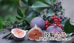 无花果叶子煮水有毒吗能喝吗 无花果叶子煮水有毒吗