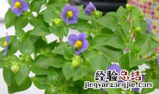 家养紫芳草怎么养 家养紫芳草怎么养护