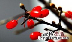 插茱萸意在表达什么 插茱萸意在表达什么情感