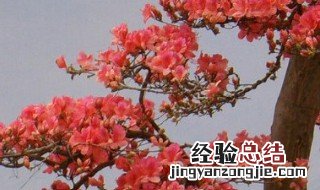 杜鹃花盆景如何修剪造型 杜鹃花盆景如何修剪