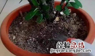 花盆里有好多小白虫怎么办 花盆里有好多白虫怎么办